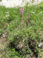 Pedicularis rostratospicata