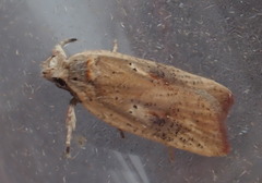 Agonopterix nervosa