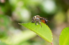 Megachile versicolor