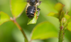 Megachile versicolor