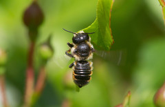 Megachile versicolor
