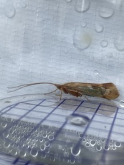 Limnephilus marmoratus