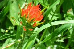 Castilleja suksdorfii