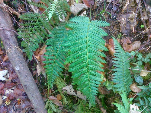 Polystichum × bicknellii, photograph 4