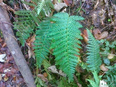 Polystichum × bicknellii