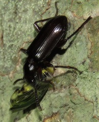Goniotropis