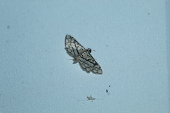 Hileithia rehamalis