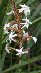 Lysinema pentapetalum