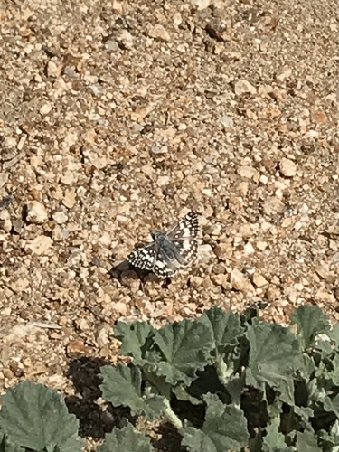 iNaturalist observation photo of White Checkered-Skipper