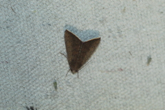 Anomis illita