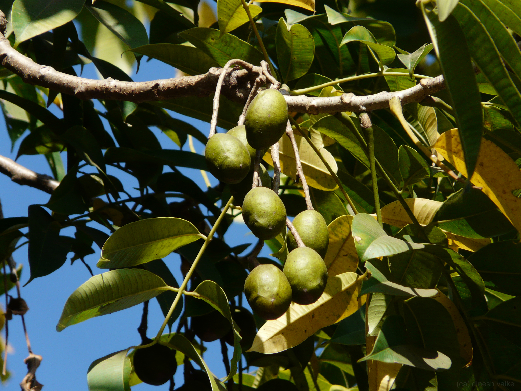 Spondias pinnata
