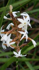 Lysinema pentapetalum