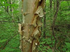 Betula costata