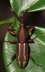 Arrhenodini