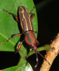 Arrhenodini