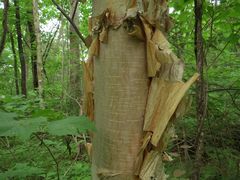 Betula costata