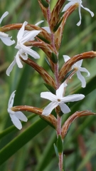 Lysinema pentapetalum