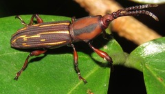 Arrhenodini