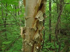 Betula costata