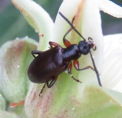 Statira