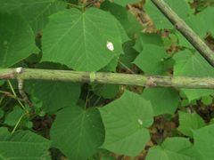 Acer tegmentosum