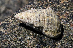 Clypeomorus petrosa