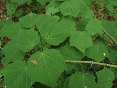 Acer tegmentosum