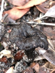 Craterellus australis