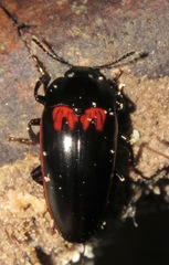 Megischyrus