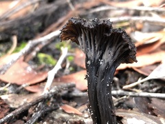 Craterellus australis