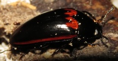 Megischyrus