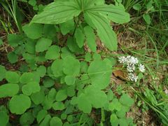 Thalictrum filamentosum