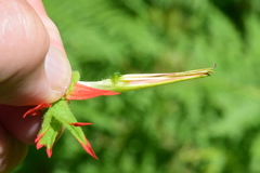 Castilleja suksdorfii