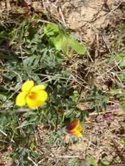 Viola douglasii