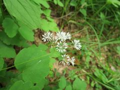 Thalictrum filamentosum