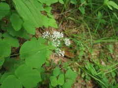 Thalictrum filamentosum