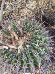 Ferocactus recurvus recurvus