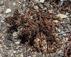 Pedicularis densiflora