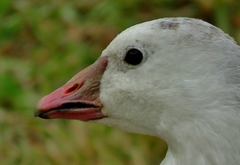 Anser caerulescens × rossii