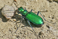 Cicindela denikei