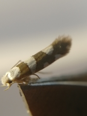 Argyresthia brockeella