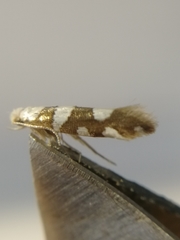 Argyresthia brockeella