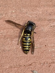 Vespula infernalis