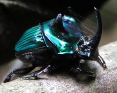 Oxysternon conspicillatum