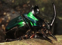 Oxysternon conspicillatum