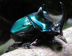 Oxysternon conspicillatum