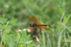 Perithemis tenera