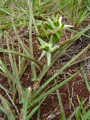 Asclepias eminens