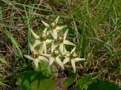 Asclepias gibba