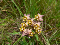 Asclepias multicaulis